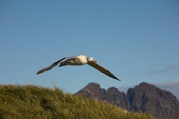 Flying Albatross | Obraz na stenu