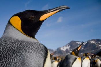 King Penguins Along Shoreline in Massive Rookery, Saint Andrews Bay, South Georgia Island, Sub-Antarctica | Obraz na stenu