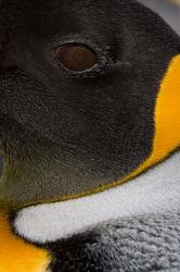 King Penguin, Right Whale Bay, South Georgia Island, Antarctica | Obraz na stenu