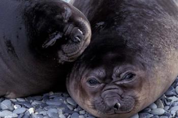 Southern Elephant Seal, South Georgia Island, Antarctica | Obraz na stenu