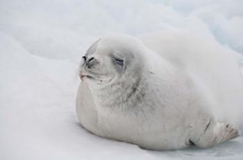 Antarctica, White Crabeater seal on iceberg | Obraz na stenu