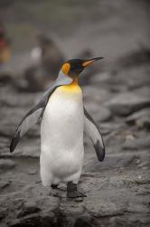 Antarctica, King Penguin | Obraz na stenu