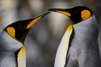 Antarctica, South Georgia, King Penguin Pair | Obraz na stenu