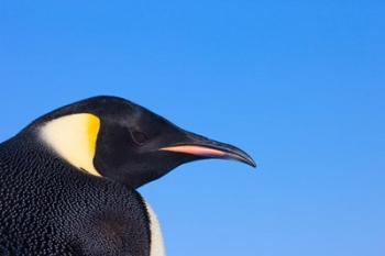 Head of Emperor Penguin, Antarctica | Obraz na stenu
