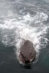 Humpback Whales in Antarctica | Obraz na stenu