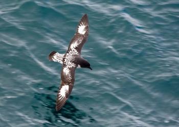 Sea Bird of Cape Petrel, Antarctica | Obraz na stenu