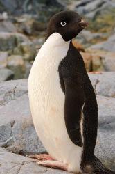 Antarctica, Petermann Island. Adelie penguin | Obraz na stenu