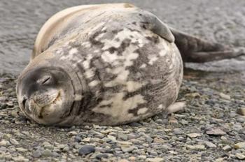 Antarctica, King George Island, Weddell seal | Obraz na stenu