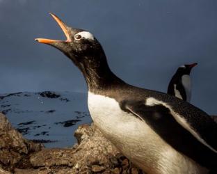 Antarctica, Cuverville Island, Portrait of Gentoo Penguin nesting. | Obraz na stenu