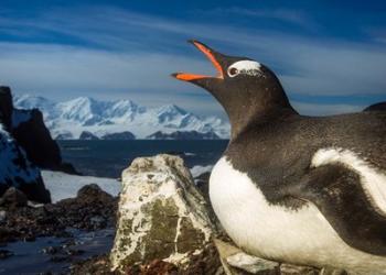 Antarctica, Livingstone Island, Flash portrait of Gentoo Penguin. | Obraz na stenu