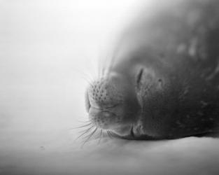 Weddell Seal resting in snow on Deception Island, Antarctica | Obraz na stenu