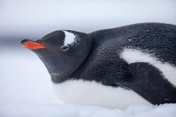 Gentoo Penguin resting in snow on Deception Island, Antarctica. | Obraz na stenu