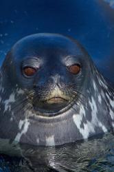 Close up of Weddell seal, Western Antarctic Peninsula | Obraz na stenu