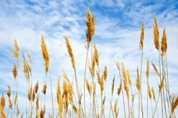 Wheat Blowing in the Wind | Obraz na stenu