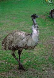 Emu Portrait, Australia | Obraz na stenu