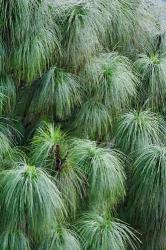 Pine Needles Pattern, Bhutan | Obraz na stenu