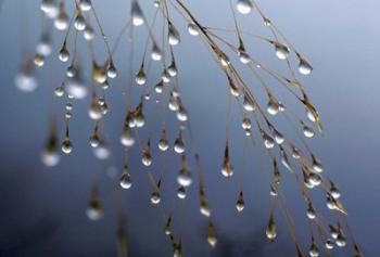 Dewdrops, Huansan, China | Obraz na stenu