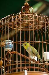 Hong Kong, Bird Garden, Market, Caged pet birds | Obraz na stenu