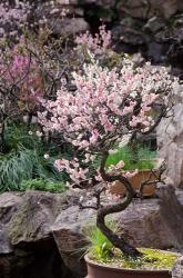 Pink spring blooms on tree, Yu Yuan Gardens, Shanghai, China | Obraz na stenu