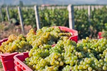 Harvesting Chardonnay grapes in Huailai Rongchen vineyard, Hebei Province, China | Obraz na stenu