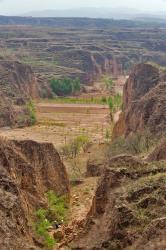 Shepard, Yellow Valley cliff, Taigu, Shanxi, China | Obraz na stenu