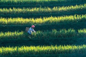 Zhuang Girl in the Rice Terrace, China | Obraz na stenu