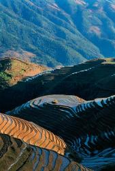 Mountainside Rice Terraces, China | Obraz na stenu