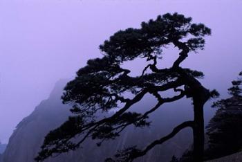 Seeing Off Pine Tree on Mt Huangshan (Yellow Mountain), China | Obraz na stenu