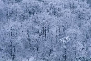 Forest Covered with Snow, Mt Huangshan (Yellow Mountain), China | Obraz na stenu