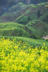 Landscape of Canola and Terraced Rice Paddies, China | Obraz na stenu