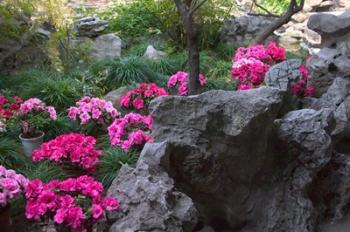 Flowers and Rocks in Traditional Chinese Garden, China | Obraz na stenu