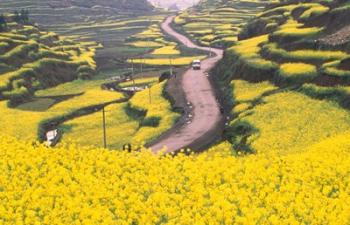 Mountain Path Covered by Canola Fields, China | Obraz na stenu