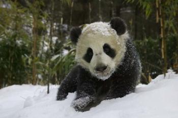 Panda Cub on Tree in Snow, Wolong, Sichuan, China | Obraz na stenu