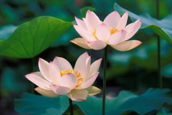 Lotus Flower in Blossom, China | Obraz na stenu