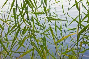 Bamboo Growing Waterside, China | Obraz na stenu