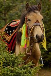 Horse at the Horse Racing Festival, Zhongdian, Deqin Tibetan Autonomous Prefecture, Yunnan Province, China | Obraz na stenu