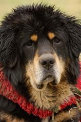 Tibetan Mastiff Dog at the Horse Racing Festival, Zhongdian, Deqin Tibetan Autonomous Prefecture, Yunnan Province, China | Obraz na stenu