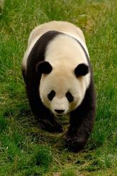 Giant Panda Walking | Obraz na stenu