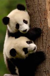 Giant Panda Babies, Wolong China Conservation and Research Center for the Giant Panda, Sichuan Province, China | Obraz na stenu