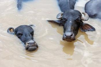 Water buffalos in Ganges River, Varanasi, India | Obraz na stenu