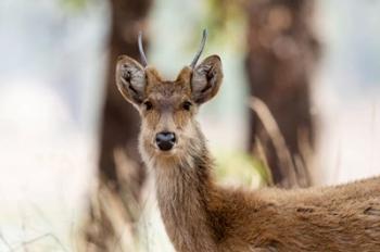 India, Madhya Pradesh, Kanha National Park Headshot Of A Young Male Barasingha | Obraz na stenu