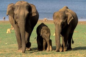 Asian Elephant Family, Nagarhole National Park, India | Obraz na stenu