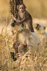 Hanuman Langur, Madhya Pradesh, Kanha National Park, India | Obraz na stenu