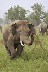 Elephant Greeting, Corbett National Park, Uttaranchal, India | Obraz na stenu