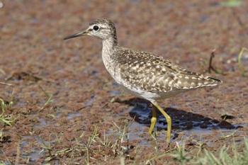 Green Sandpiper, Ranthambhor National Park, India. | Obraz na stenu