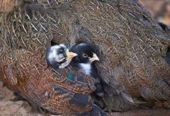 Mother hen guarding two little chicks, Orissa, India | Obraz na stenu