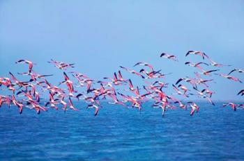 Lesser Flamingo tropical bird, Lake Chilka, Barkul, Orissa | Obraz na stenu