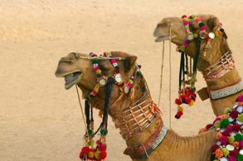 Decorated Camel in the Thar Desert, Jaisalmer, Rajasthan, India | Obraz na stenu
