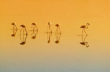 Lesser Flamingos on the Lake, Udaipur, Rajasthan, India | Obraz na stenu