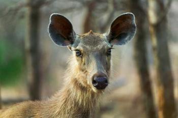 Sambar in Ranthambore National Park, Rajasthan, India | Obraz na stenu